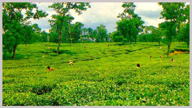 sreemangal-tea-garden-view